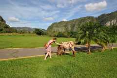 Cuba - Valle de Vinales  / Kuba - dolina Valle de Vinales 31-12-2015