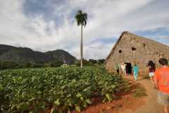 Cuba - Valle de Vinales  / Kuba - dolina Valle de Vinales 31-12-2015