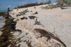 Cuba - Cayo Largo del Sur / Kuba - Cayo Largo del Sur 10-01-2016