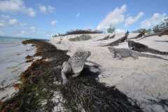 Cuba - Cayo Largo del Sur / Kuba - Cayo Largo del Sur 10-01-2016