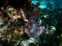 Cuba - Cayo Largo del Sur / Kuba - Cayo Largo del Sur 10-01-2016