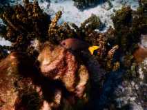 Cuba - Cayo Largo del Sur / Kuba - Cayo Largo del Sur 10-01-2016