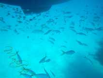 Cuba - Cayo Largo del Sur / Kuba - Cayo Largo del Sur 10-01-2016