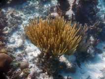 Cuba - Cayo Largo del Sur / Kuba - Cayo Largo del Sur 10-01-2016