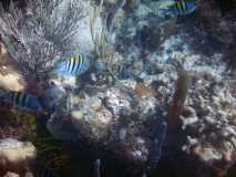 Cuba - Cayo Largo del Sur / Kuba - Cayo Largo del Sur 10-01-2016