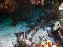 Cuba - Cayo Largo del Sur / Kuba - Cayo Largo del Sur 10-01-2016