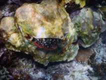 Cuba - Cayo Largo del Sur / Kuba - Cayo Largo del Sur 10-01-2016