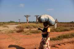 Madagascar - Avenue of the Baobabs / Madagaskar - Aleja Baobabów 26-09-2016