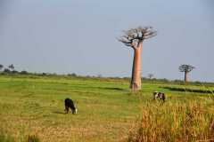 Madagascar - Avenue of the Baobabs / Madagaskar - Aleja Baobabów 26-09-2016