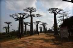 Madagascar - Avenue of the Baobabs / Madagaskar - Aleja Baobabów 26-09-2016
