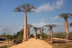 Madagascar - Avenue of the Baobabs / Madagaskar - Aleja Baobabów 26-09-2016