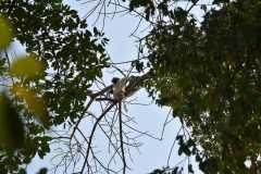 Madagascar / Madagaskar - Tsingy De Bemaraha 27-09-2016