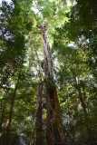 Madagascar / Madagaskar - Tsingy De Bemaraha 27-09-2016