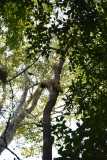 Madagascar / Madagaskar - Tsingy De Bemaraha 27-09-2016