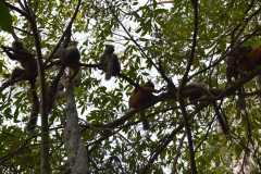 Madagascar / Madagaskar - Tsingy De Bemaraha 27-09-2016