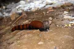 Madagascar / Madagaskar - Tsingy De Bemaraha 27-09-2016
