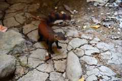 Madagascar / Madagaskar - Tsingy De Bemaraha 27-09-2016