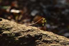 Madagascar / Madagaskar - Tsingy De Bemaraha 27-09-2016
