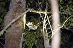 Madagascar / Madagaskar - Kirindy Mitea National Park 28-09-2016