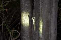 Madagascar / Madagaskar - Kirindy Mitea National Park 28-09-2016