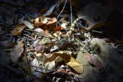 Madagascar / Madagaskar - Kirindy Mitea National Park 28-09-2016