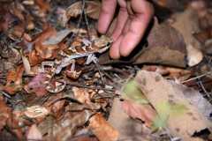 Madagascar / Madagaskar - Kirindy Mitea National Park 28-09-2016