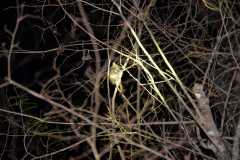 Madagascar / Madagaskar - Kirindy Mitea National Park 28-09-2016
