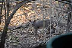 Madagascar / Madagaskar - Kirindy Mitea National Park 29-09-2016