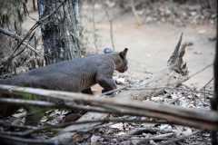 Madagascar / Madagaskar - Kirindy Mitea National Park 29-09-2016