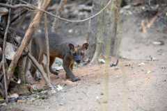 Madagascar / Madagaskar - Kirindy Mitea National Park 29-09-2016
