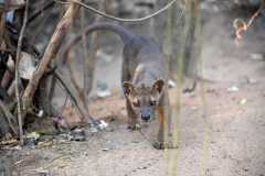 Madagascar / Madagaskar - Kirindy Mitea National Park 29-09-2016