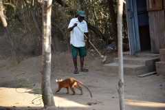 Madagascar / Madagaskar - Kirindy Mitea National Park 29-09-2016