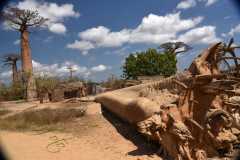 Madagascar - Avenue of the Baobabs / Madagaskar - Aleja Baobabów 29-09-2016
