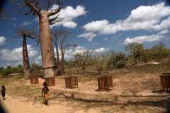 Madagascar - Avenue of the Baobabs / Madagaskar - Aleja Baobabów 29-09-2016