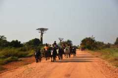Madagascar - Avenue of the Baobabs / Madagaskar - Aleja Baobabów 29-09-2016