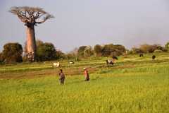Madagascar - Avenue of the Baobabs / Madagaskar - Aleja Baobabów 29-09-2016