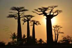 Madagascar - Avenue of the Baobabs / Madagaskar - Aleja Baobabów 29-09-2016