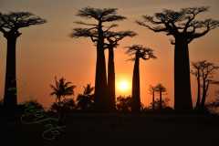 Madagascar - Avenue of the Baobabs / Madagaskar - Aleja Baobabów 29-09-2016