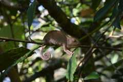 Madagascar / Madagaskar - Reserve Peyrieras Madagascar Exotic 01-10-2016