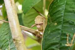 Madagascar / Madagaskar - Reserve Peyrieras Madagascar Exotic 01-10-2016
