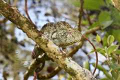 Madagascar / Madagaskar - Reserve Peyrieras Madagascar Exotic 01-10-2016