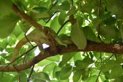 Madagascar / Madagaskar - Reserve Peyrieras Madagascar Exotic 01-10-2016