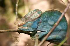 Madagascar / Madagaskar - Reserve Peyrieras Madagascar Exotic 01-10-2016
