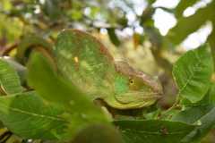 Madagascar / Madagaskar - Reserve Peyrieras Madagascar Exotic 01-10-2016