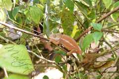 Madagascar / Madagaskar - Reserve Peyrieras Madagascar Exotic 01-10-2016