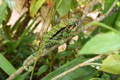 Madagascar / Madagaskar - Reserve Peyrieras Madagascar Exotic 01-10-2016