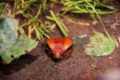 Madagascar / Madagaskar - Reserve Peyrieras Madagascar Exotic 01-10-2016