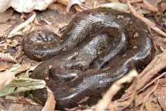 Madagascar / Madagaskar - Reserve Peyrieras Madagascar Exotic 01-10-2016