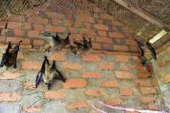 Madagascar / Madagaskar - Reserve Peyrieras Madagascar Exotic 01-10-2016