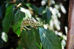 Madagascar / Madagaskar - Reserve Peyrieras Madagascar Exotic 01-10-2016